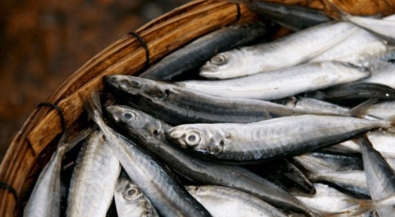¿Sabías que una sardina puede llegar a viajar hasta 1,000 km durante un año?