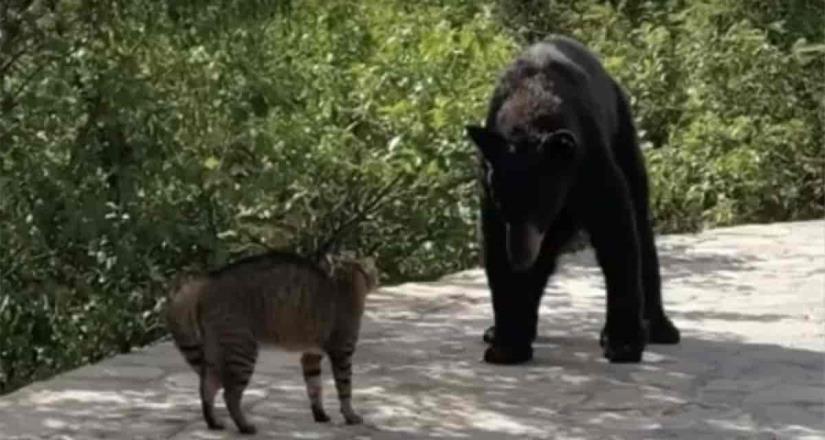 Oso pasea por N.L., piden que oso de Chipinque no sea llevado a un zoológico