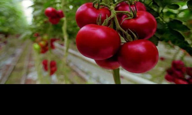 Destaca San Quintín como zona productora de tomate