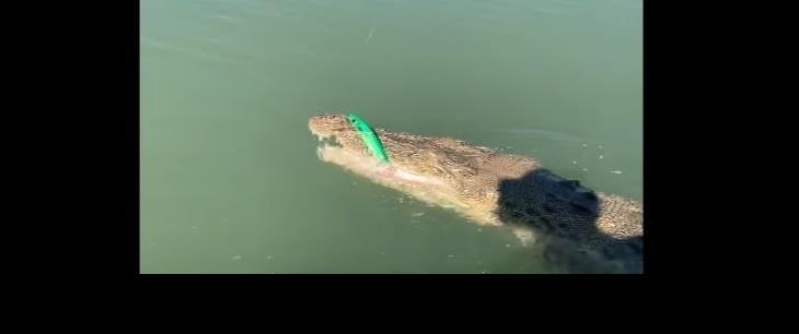 ¡SORPRESA!: Pescador creyó haber atrapado un pez y resulto ser un cocodrilo