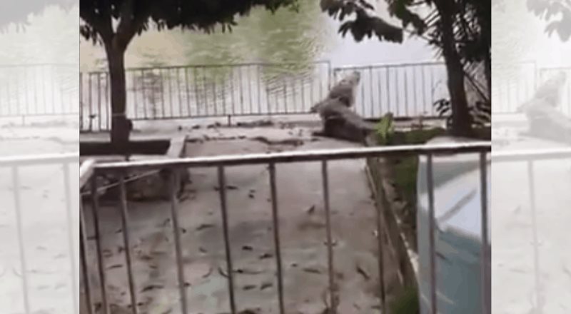 Se captó en vídeo a cocodrilo trepando una valla de metal