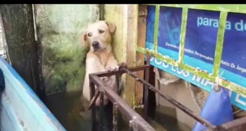 Marina rescata a perro atrapado en inundación de Tabasco