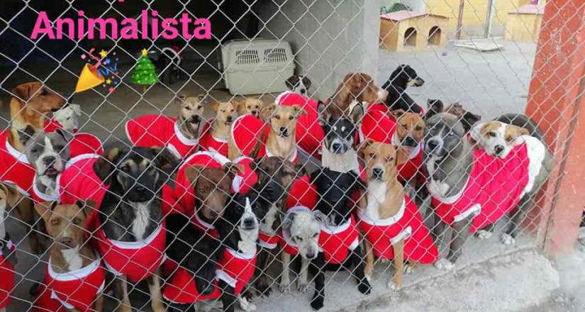 Refugio de animales organizó una posada a un grupo de perritos