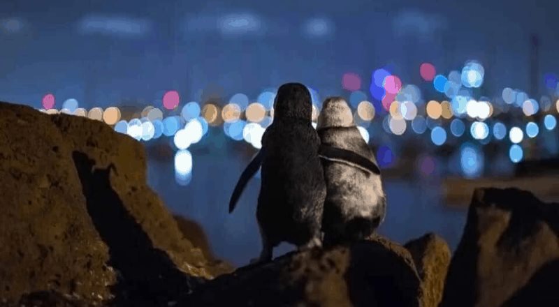 Fotografía de dos pingüinos azules ganan Community Choice en los Ocean Photography Awards 2020