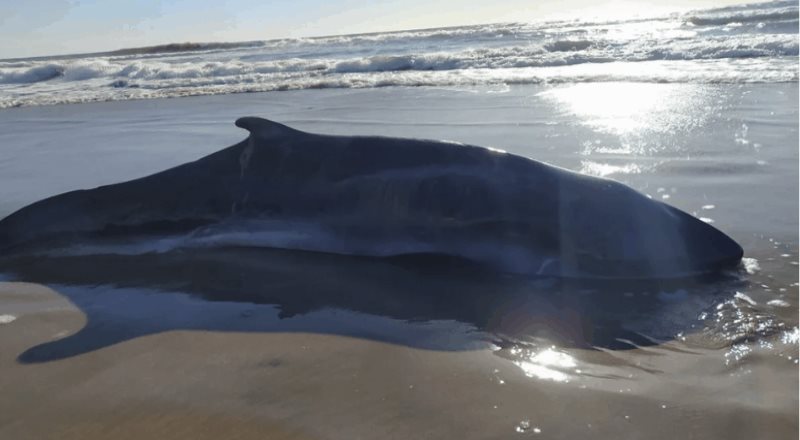 Encuentran ballenato muerto en playa de Mazatlán