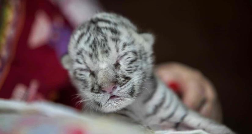 Por primera vez nace una tigresa blanca en un cautiverio de Nicaragua