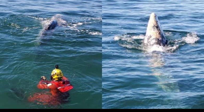 Libera Semar a ballena atrapada frente al puerto de Ensenada, BC
