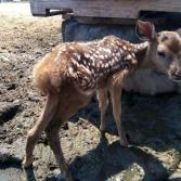 Registra SIMPATT nacimiento de 23 animales durante 2020 en Parque Morelos