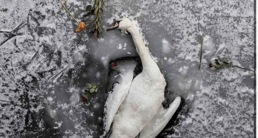 Cisne muere congelado en Berlín y habitantes realizan pequeño funeral