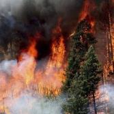 Por incendios forestales, declaran emergencia en Oaxaca
