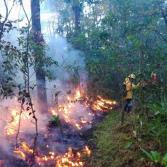 Por incendios forestales, declaran emergencia en Oaxaca