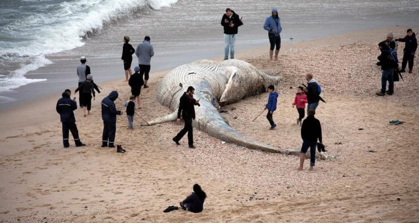 Encuentra ballena muerta en las costas de Israel