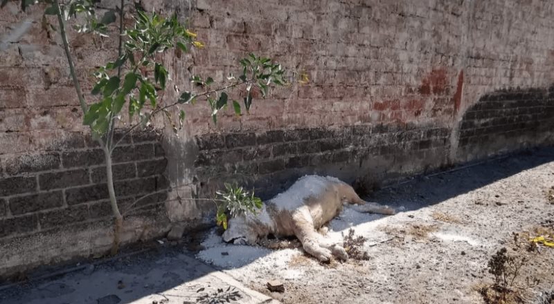 Hallan un león africano muerto en el corazón de Iztapalapa