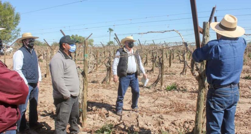 Secretaría Del Campo capacitó en Manejo agronómico del cultivo de Vid en el Valle de Mexicali