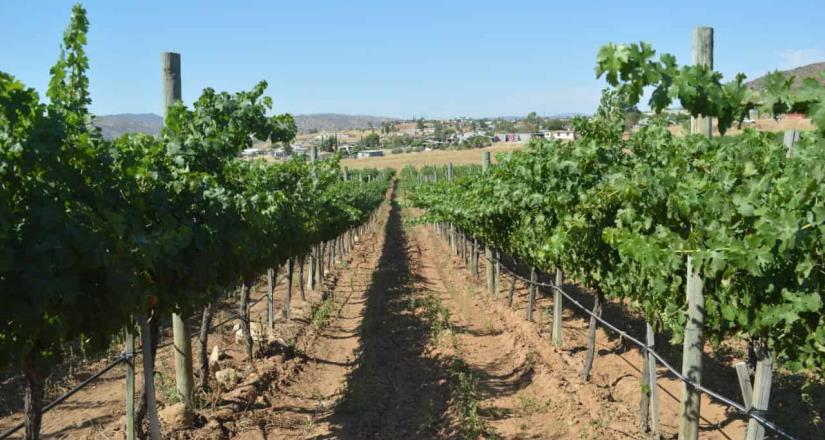 Impulsará Secretaría del Campo la creación de padrón de exportadores de vino de BC