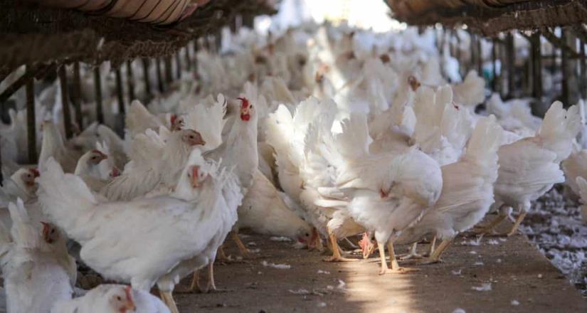 Baja California libre de gripe aviar, afirma secretaría del campo.