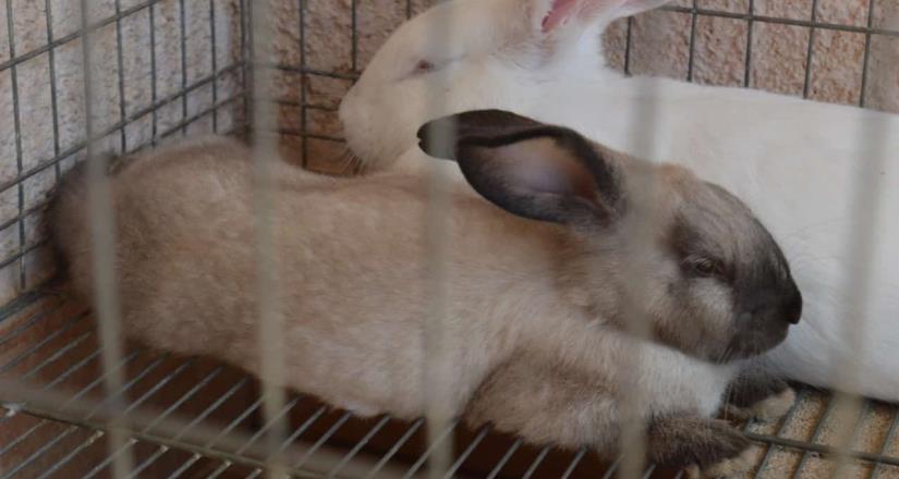 Convocan a poseedores de conejos a informarse sobre vacunación