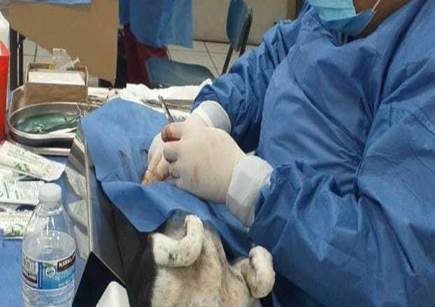 Secretaría de Salud realizó jornada de esterilización para mascotas