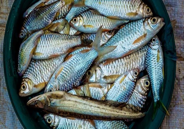 Por qué es bueno comer sardinas en esta Cuaresma
