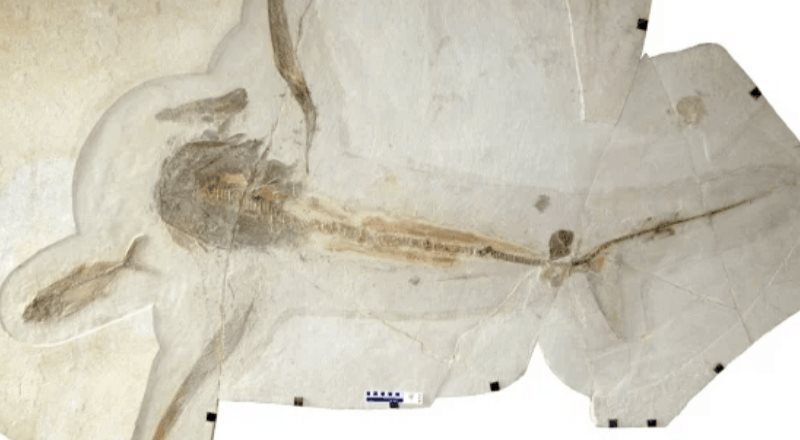 Fósil de un antiguo tiburón con alas es descubierto en México