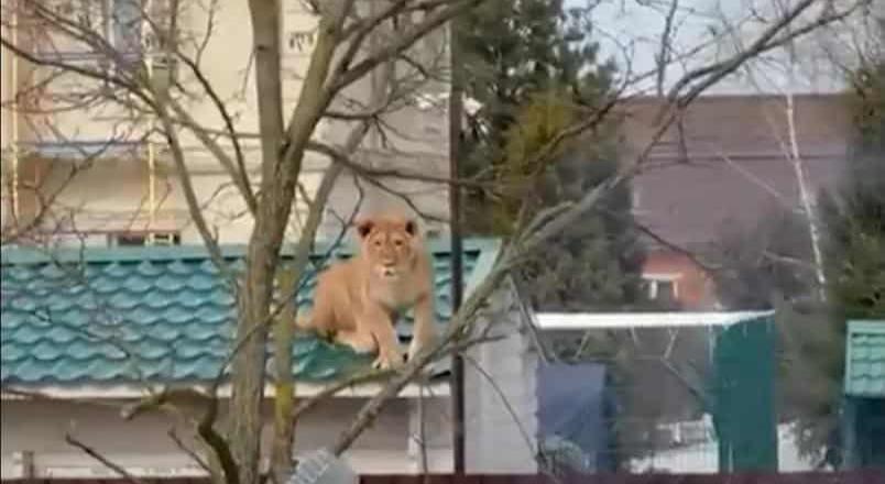 Rusia: un león es captado sobre el tejado de una casa