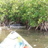 Cancún: Hallan delfín muerto entre los manglares de la zona hotelera