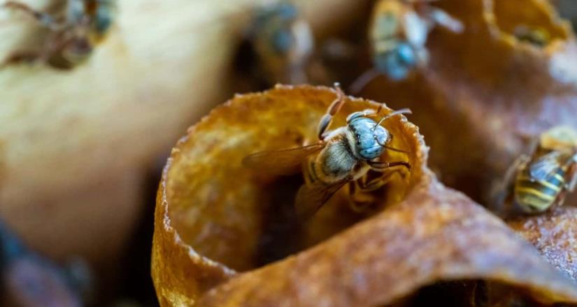 Turismo con causa en Yucatán: El reino de la abeja melipona