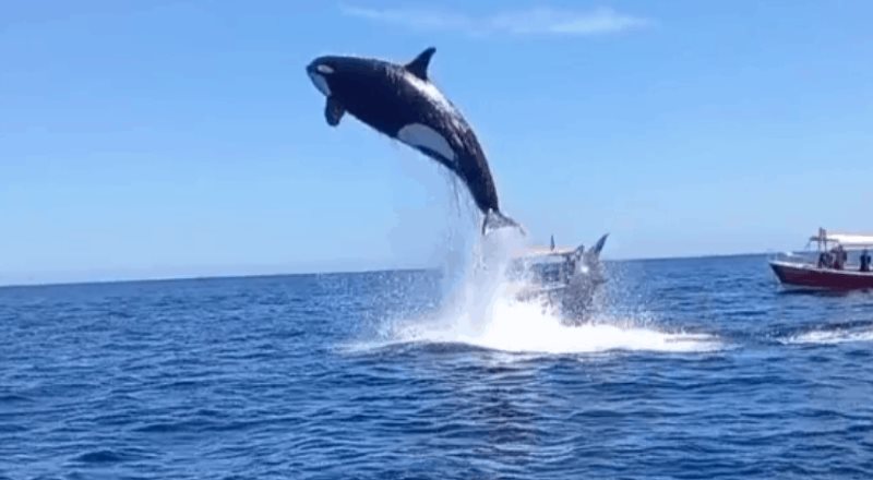 Captan a orca atacando a un delfín en Los Cabos