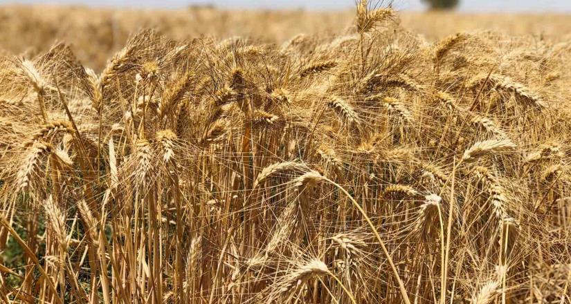 Programa Financiero logró reactivar a productores de trigo y algodón