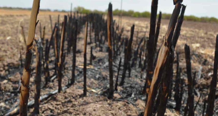 Exhortó Secretaría del Campo, a evitar quemas agrícolas