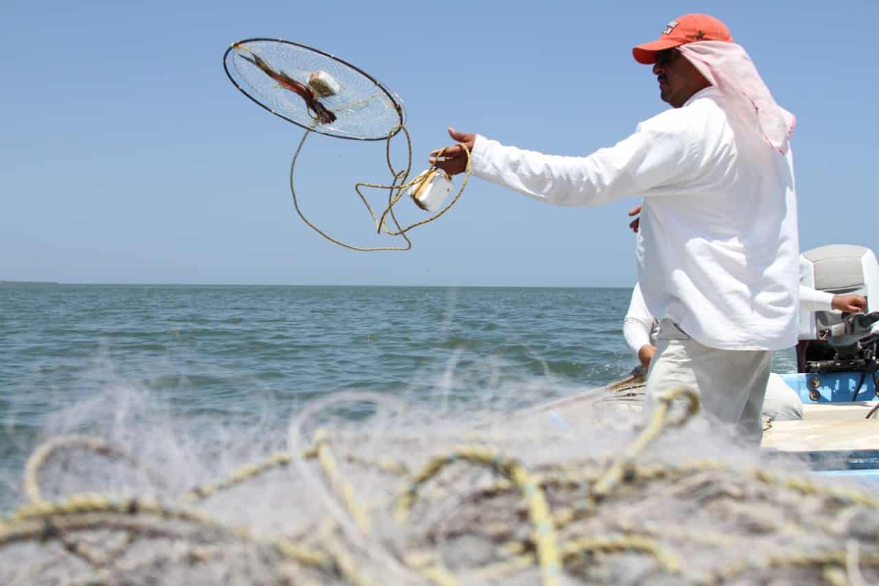 Adelantó Gobierno Federal inicio de captura de jaiba en Sinaloa, en beneficio de los pescadores de la zona.