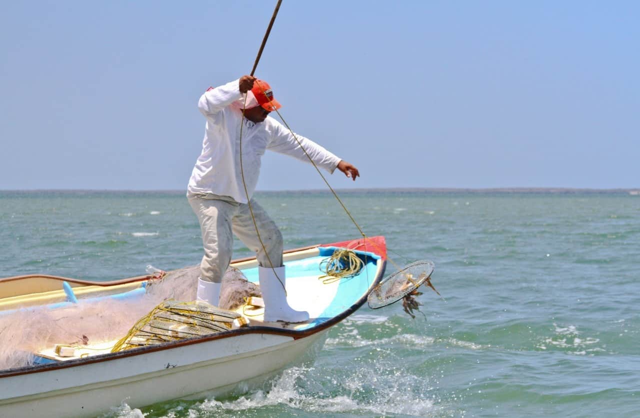 Adelantó Gobierno Federal inicio de captura de jaiba en Sinaloa, en beneficio de los pescadores de la zona.