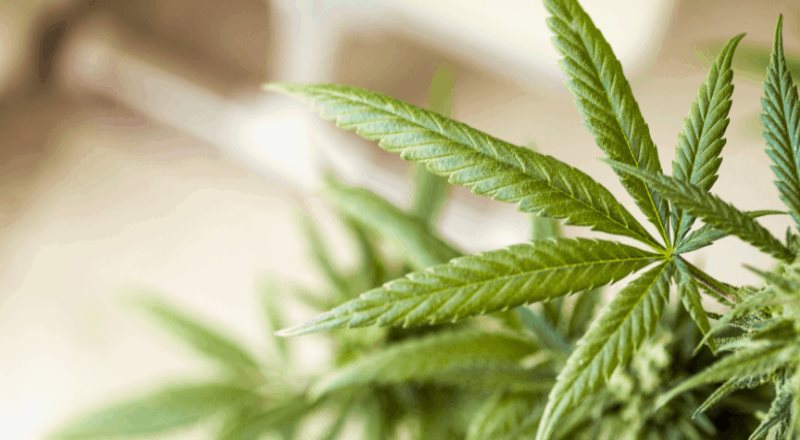 Se planea legalizar el uso lúdico del cannabis en Baja California