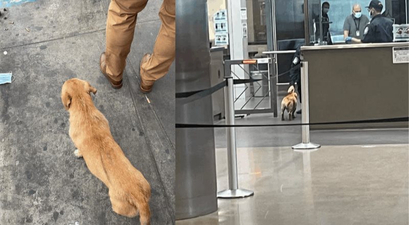 Perrito se hace viral al tratar cruzar la frontera