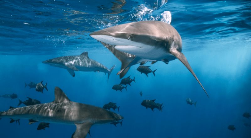 Conoce sobre el Día Internacional de los Tiburones