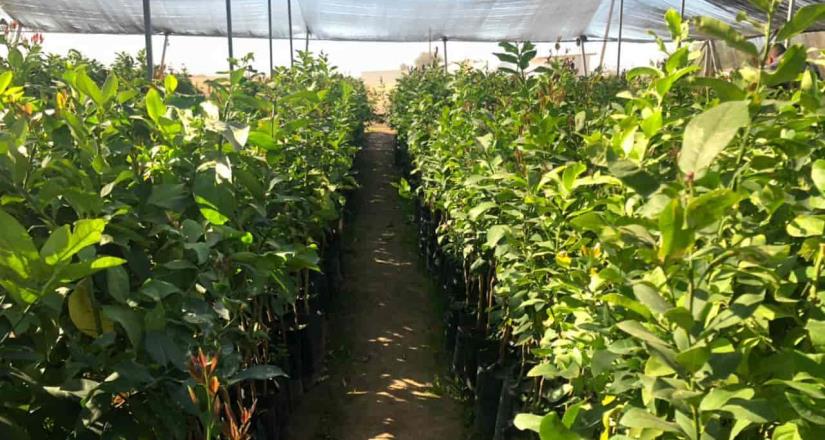 Secretaría del Campo produce árboles frutales y endémicos en Baja California