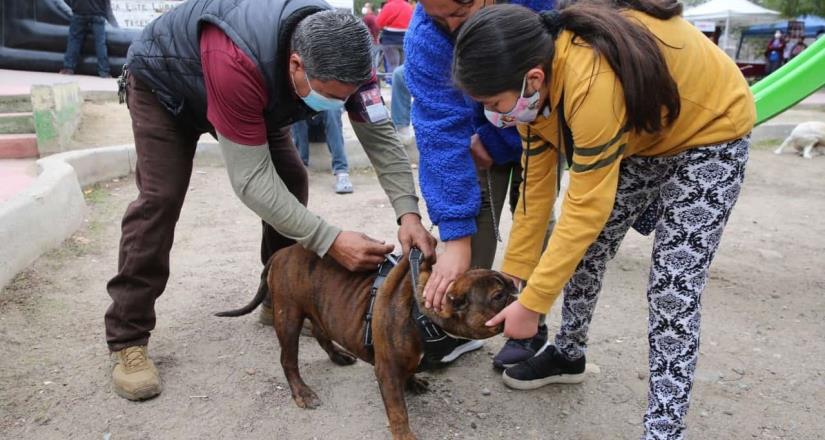 Invitan a esterilizar mascotas para evitar la proliferación de perros callejeros