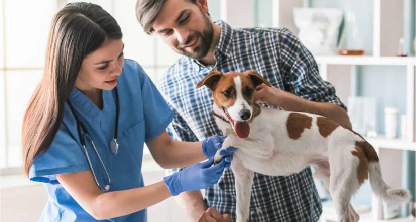 ¿Tienes perro? Estados con más veterinarios y cuánto cuesta vivir en ellos