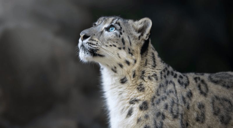 Detectan COVID-19 en un ejemplar de Leopardo del Zoológico de San Diego