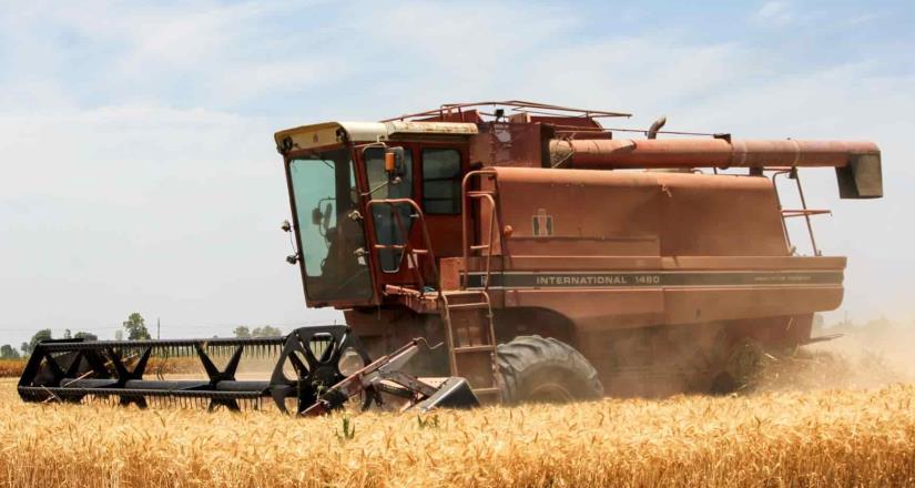 Aumenta rendimiento de trigo en el Valle de Mexicali: Secretaría del Campo