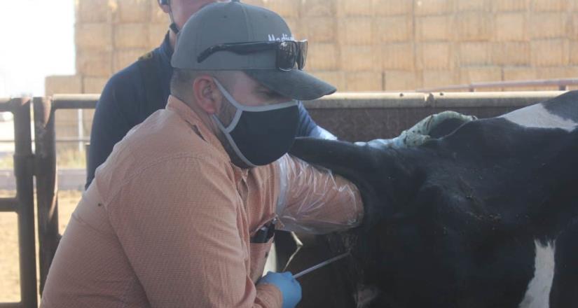 Secretaría del campo capacitó a productores de ganado bovino con el tema de “inseminación artificial” .