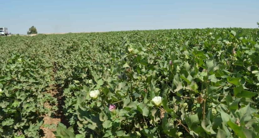 Productores de algodón deben estar atentos al comportamiento climatológico: Secretaría del campo 