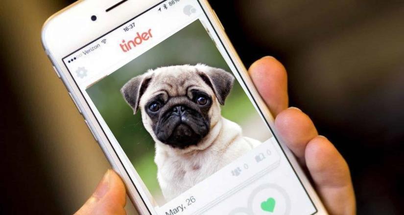 Para promover la adopción, crean perfiles de perros y gatos en Tinder