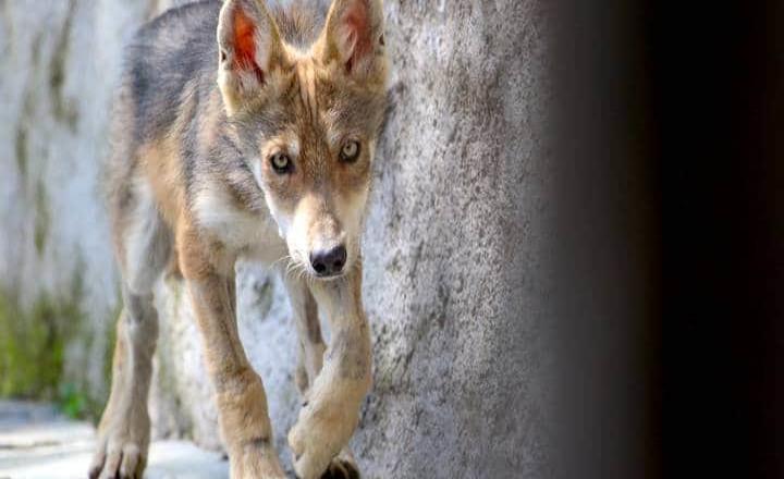 Nacen cachorros de lobo gris en el Edomex