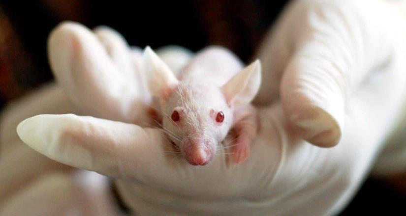 Aprueban en Senado prohibir ensayos de cosméticos en animales