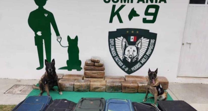 Agentes caninos detectan 130 kilos de marihuana en Xalapa