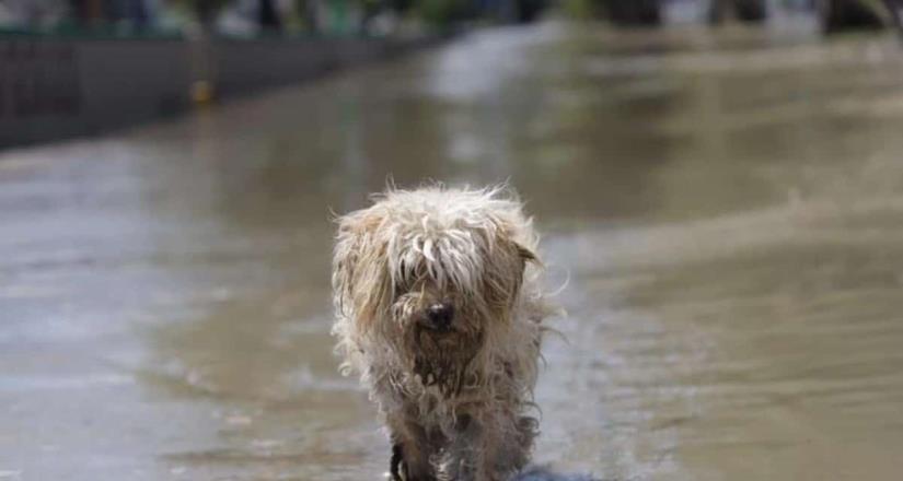 Inundación en Tula también afectó a los animales.