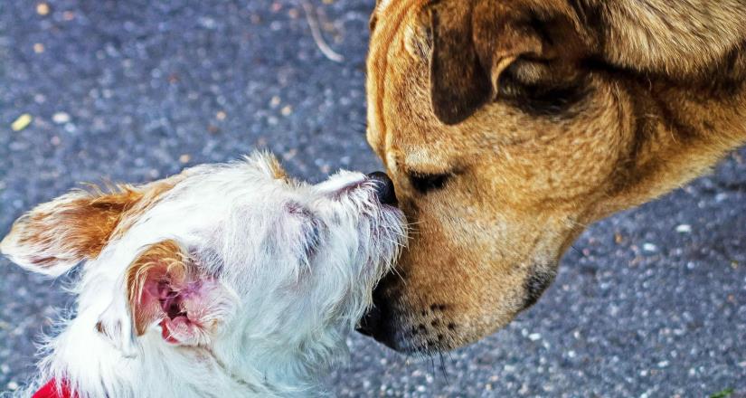 Rescatan a 14 perros maltratados tras operativo en colonia Obrera