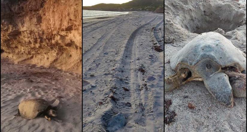 Denuncian que juniors y funcionarios atropellan tortugas en Sonora