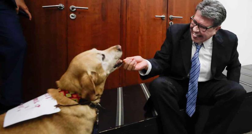 Senado no aprobará Ley de Bienestar Animal sin amplio consenso